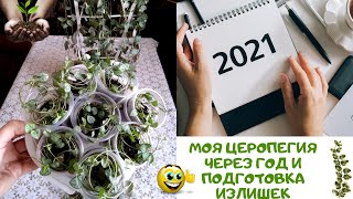 видео: Как выглядит моя ЦЕРОПЕГИЯ ВУДА через год и подготовка излишек к новому сезону продаж картинка: Как выглядит моя ЦЕРОПЕГИЯ ВУДА через год и подготовка излишек к новому сезону продаж