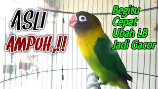 AWAS NYAUT,..!! Suara Lovebird GACOR ini Begitu CEPAT Ubah Lovebird Bisu Jadi Emosi Bunyi Ngekek