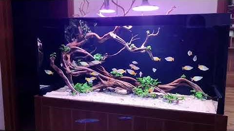 Bể cá cầu vồng kết hợp cảnh lũa đá cây thủy sinh tuyệt đẹp