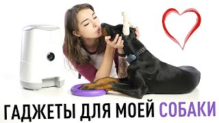 5 полезных гаджетов для моей собаки