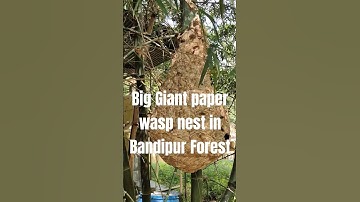 Big Giant paper wasp nest in Bandipur Forest, never saw such big insect nest,height is 4 ft #shorts