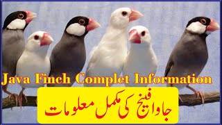 Java Finch Complet Information in Urdu \u0026 Hinidi