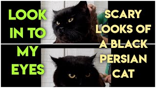 Black persian grooming|scary face,looks like a black panter|persian cat grooming|teddy bear style by Groomers Archive 483 views 3 years ago 13 minutes, 7 seconds