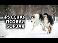 РУССКАЯ ПСОВАЯ БОРЗАЯ. Всё о породе!!!