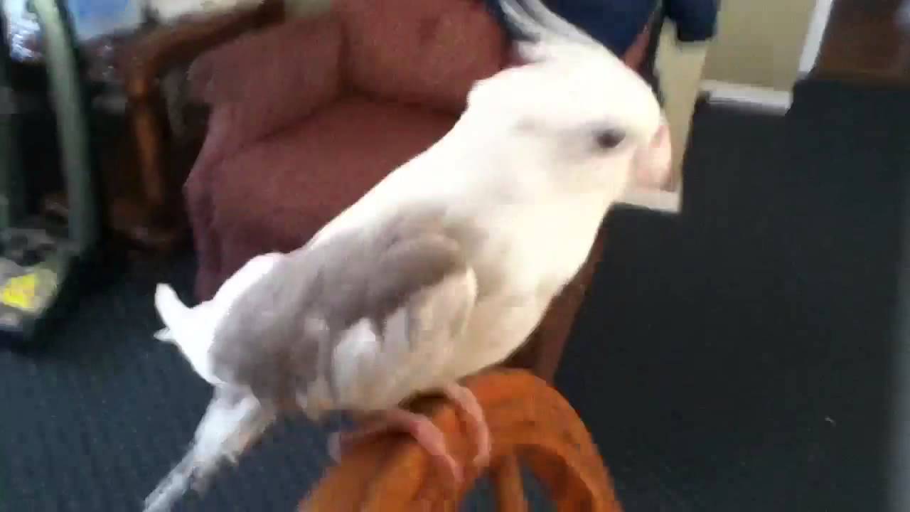 camera iphone 8 plus apk Gently Cockatiel Oct 09