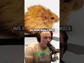 Woolly Mice Exist Now — And They're Adorably Real! Joe Rogan Experience with Ben Lamm