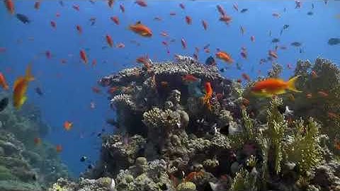 القران الكريم ما تيسر من سورةالناس وسورةالفلق وسورة الاخلاص وسورة المسد(بصوت الشيخ ميثم التمار )