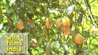 Nutmeg (Myristica fragrans) growing on the tree, in Kerala