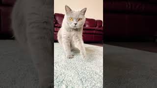 Cat Siri #beautiful #happy #cat #funny #shorts