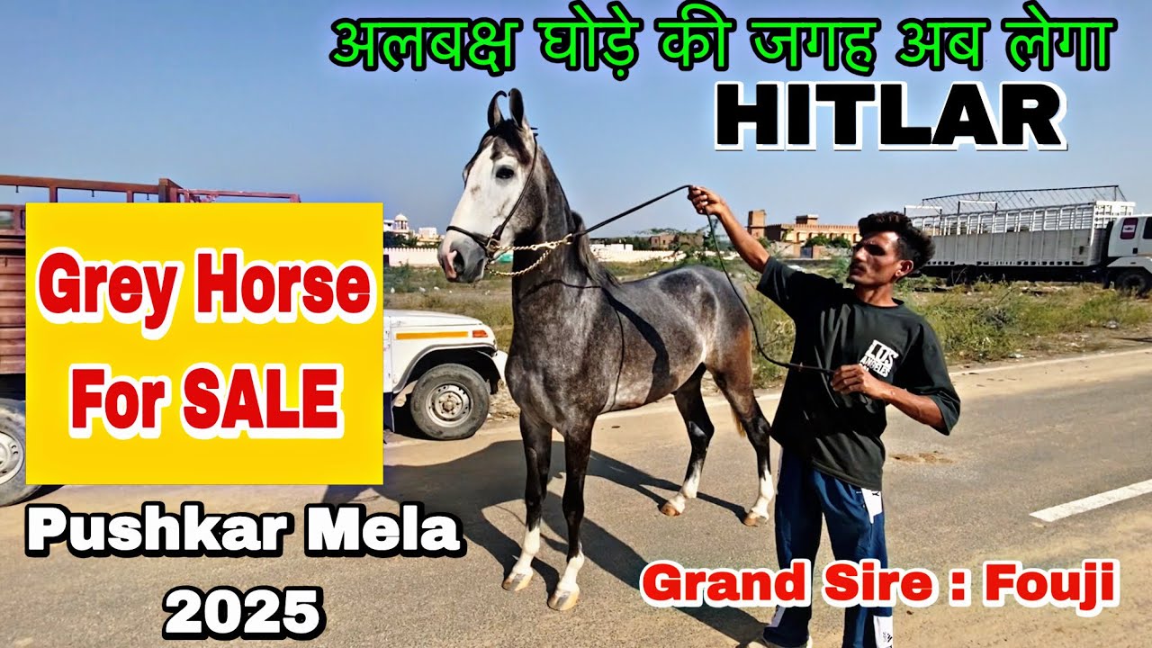 पुष्कर मेला 2025 में सबसे खूबसूरत घोड़ा FOR SALE | पुष्कर मेले में लाइन का घोड़ा बिकाऊ 