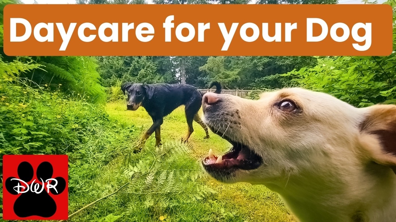 🐕‍🦺💜 Daycare for your dog!  Dogs can't resist this Video! 🐕‍🦺🐕🌦🌲