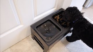 KungFuPet Elevated Dog Bowls Review | 2in1 Raised Slow Feeder Stand with Anti Spill Water Bowl