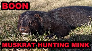 Muskrat Hunting in its Purest Form