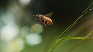 Be | Resonate Into the Present Moment | Chorus of the Bees in 528Hz | Healing Music