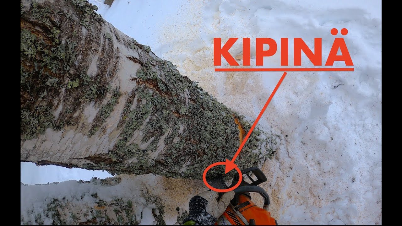 Taas hajosi saha, mutta 10 puuta kaadettiin🫣. My saw is broken🤯. Husqvarna 550xp mark 1  @Akujelppi