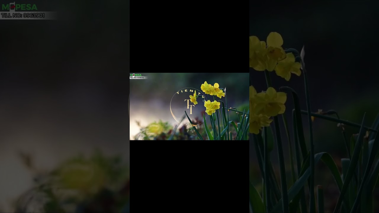 Prince Indah - Rapudo English Lyrics