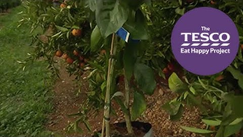 Juicy Clementines: grafting and growing