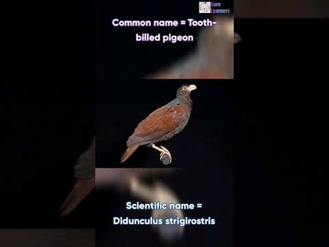 Scientific name of Tooth billed pigeon 