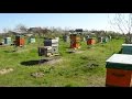 Пчеловодство как бизнес - теория и практике на пасике