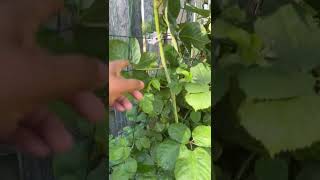 How To Support Your Blackberry Plants