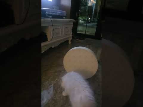  sharp cats #short #shortvideo #animals #pets #petlover #lovelyjhovlog 