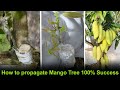 How to propagate mango tree from cuttings grafting technique with result 100 success