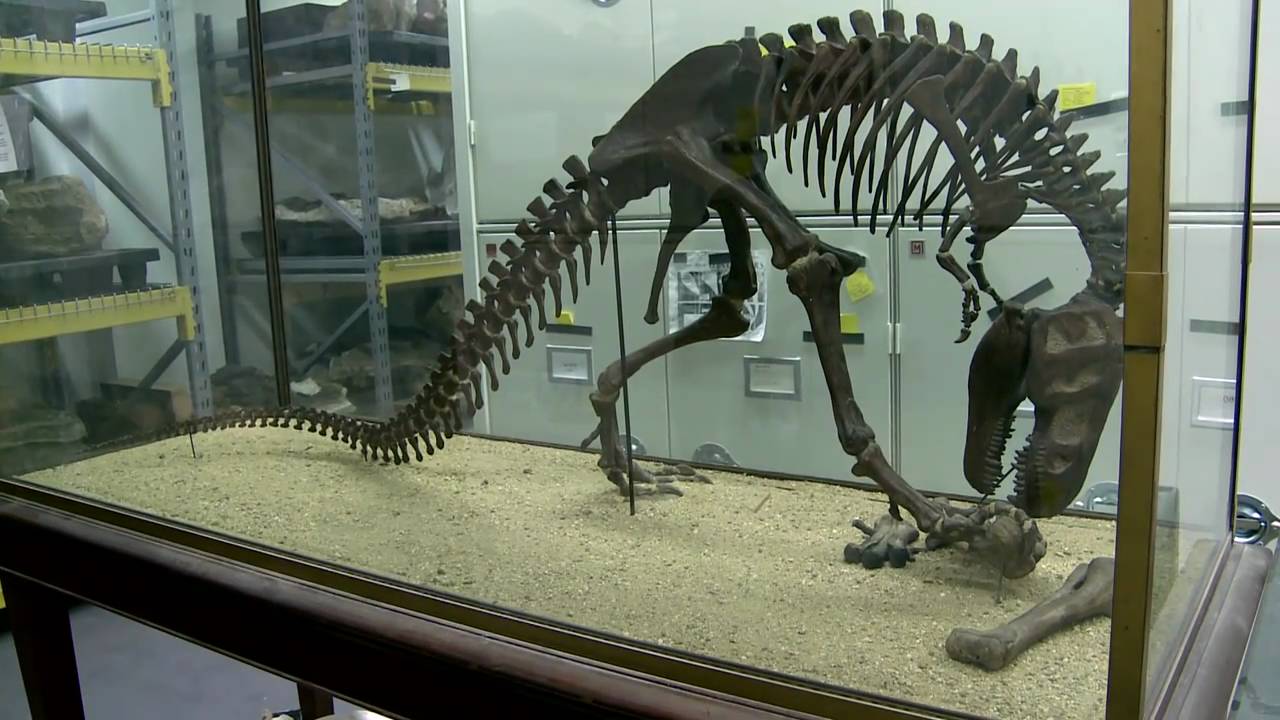 Inside The Collections Paleontology And The Big Bone Room