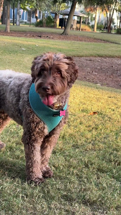 Put your tongue away #labradoodle