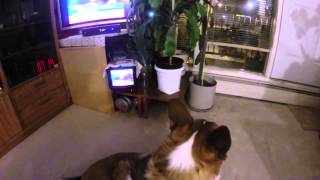 brdtv5 1