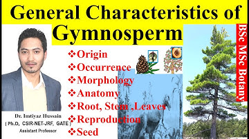 General characteristics of Gymnosperms #gymnosperms , origin, morphology, anatomy, root, stem leaves