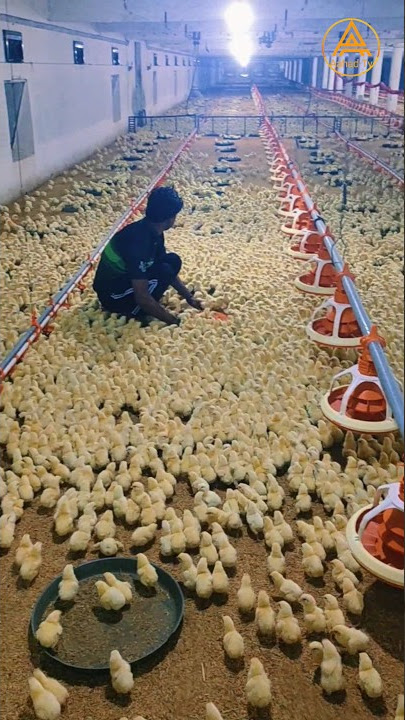 chicks 🐤🐥👌👏🐣#animals #broilerchicken #shortsvideo #viral #poultry #shorts