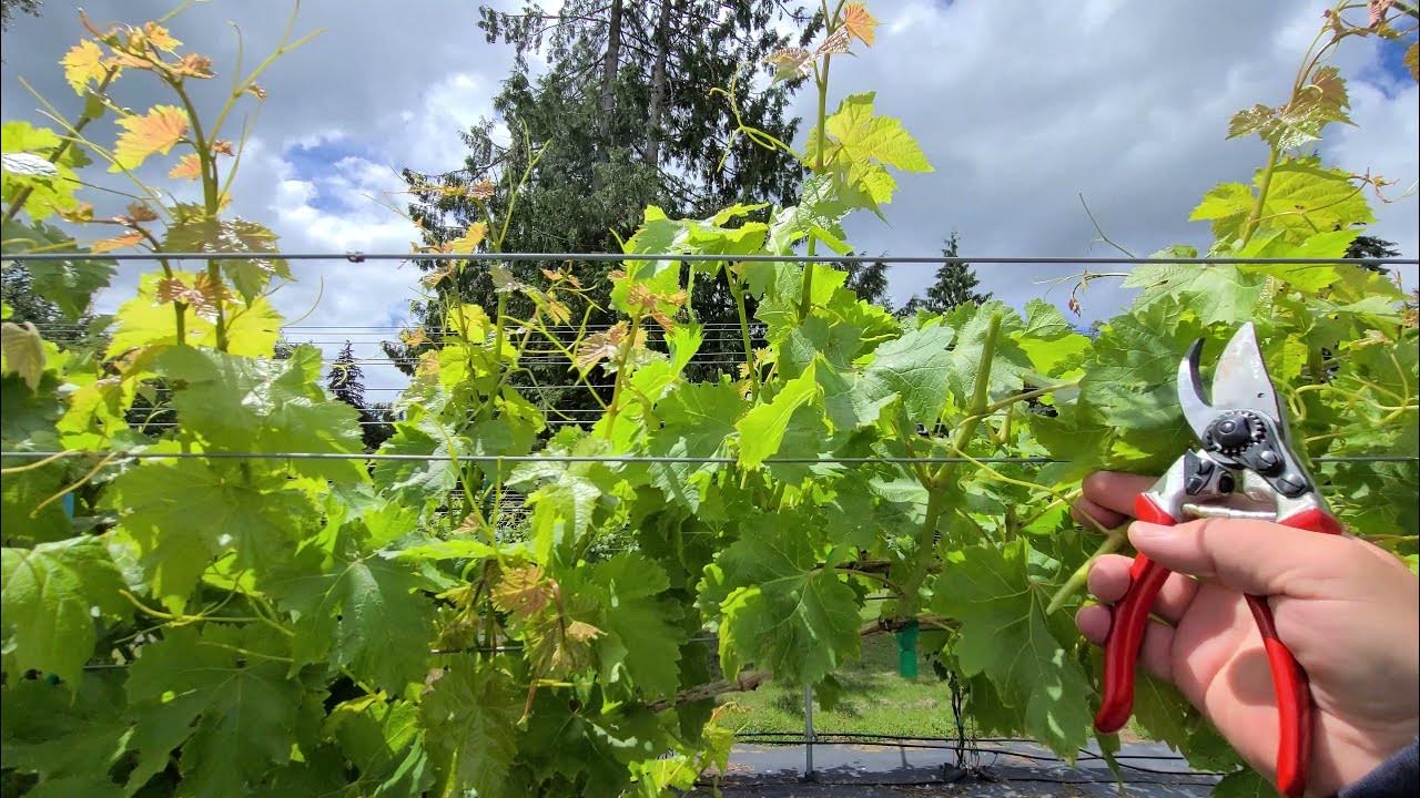 How To Prune Grapes, How to prune Neglected Grape Vines, SUMMER Grape
