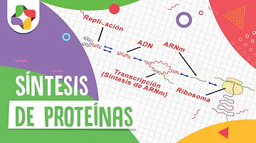 ¿Cuál es la función de la síntesis de proteínas?