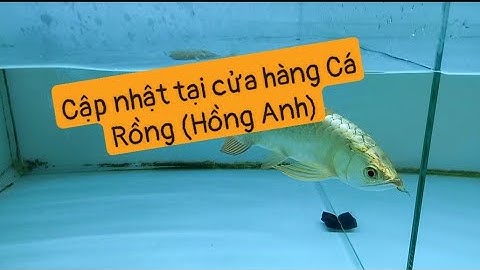 Cập nhật mấy bé cá ở cửa hàng " Cá Rồng (Hồng Anh) "