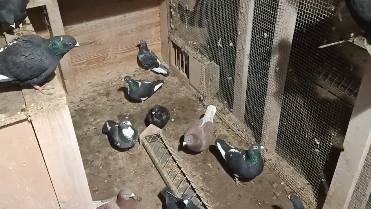 Jest nadwyżka będą pary na zbyciu 🙂784059580