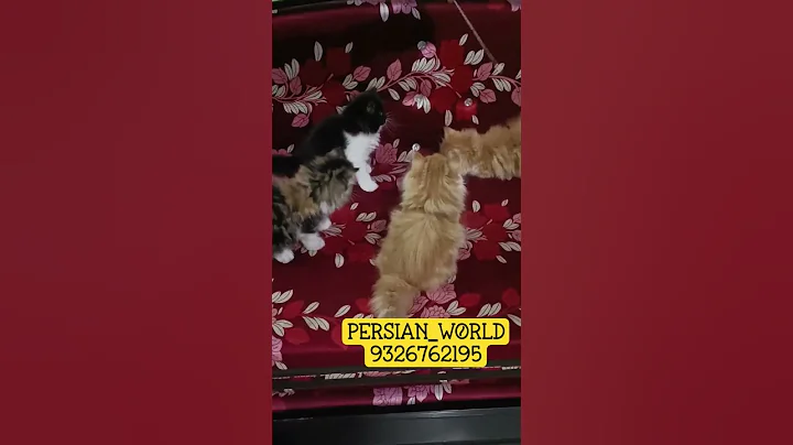 Video 11779451: persian cat kitten