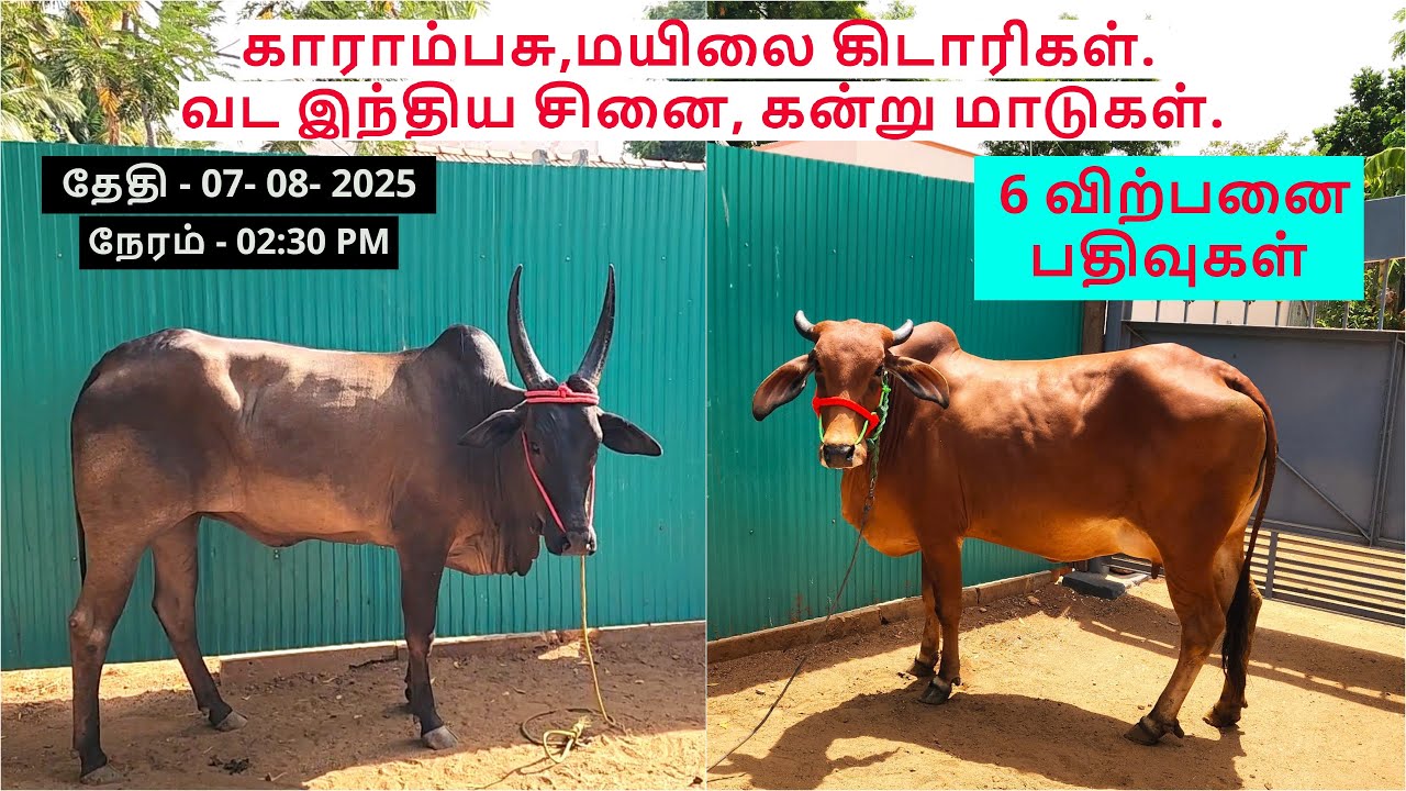 6-விற்பனை பதிவுகள்.காராம்பசு,மயிலை கிடாரிகள்.வட இந்திய சினை, கன்று மாடுகள்.