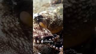 Осьминоги: Мозги, кровь... А вы жрете, идиоты.