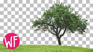 Photoshop Tutorial | How to Cut Out a Tree in Photoshop