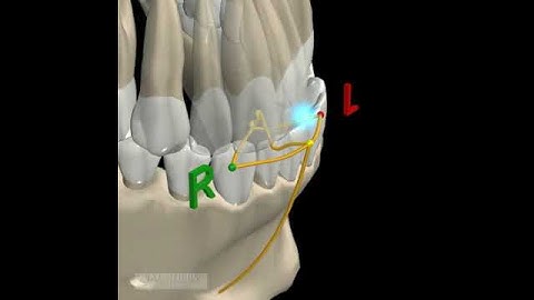 MANDIBULAR MOVEMENTS - 2