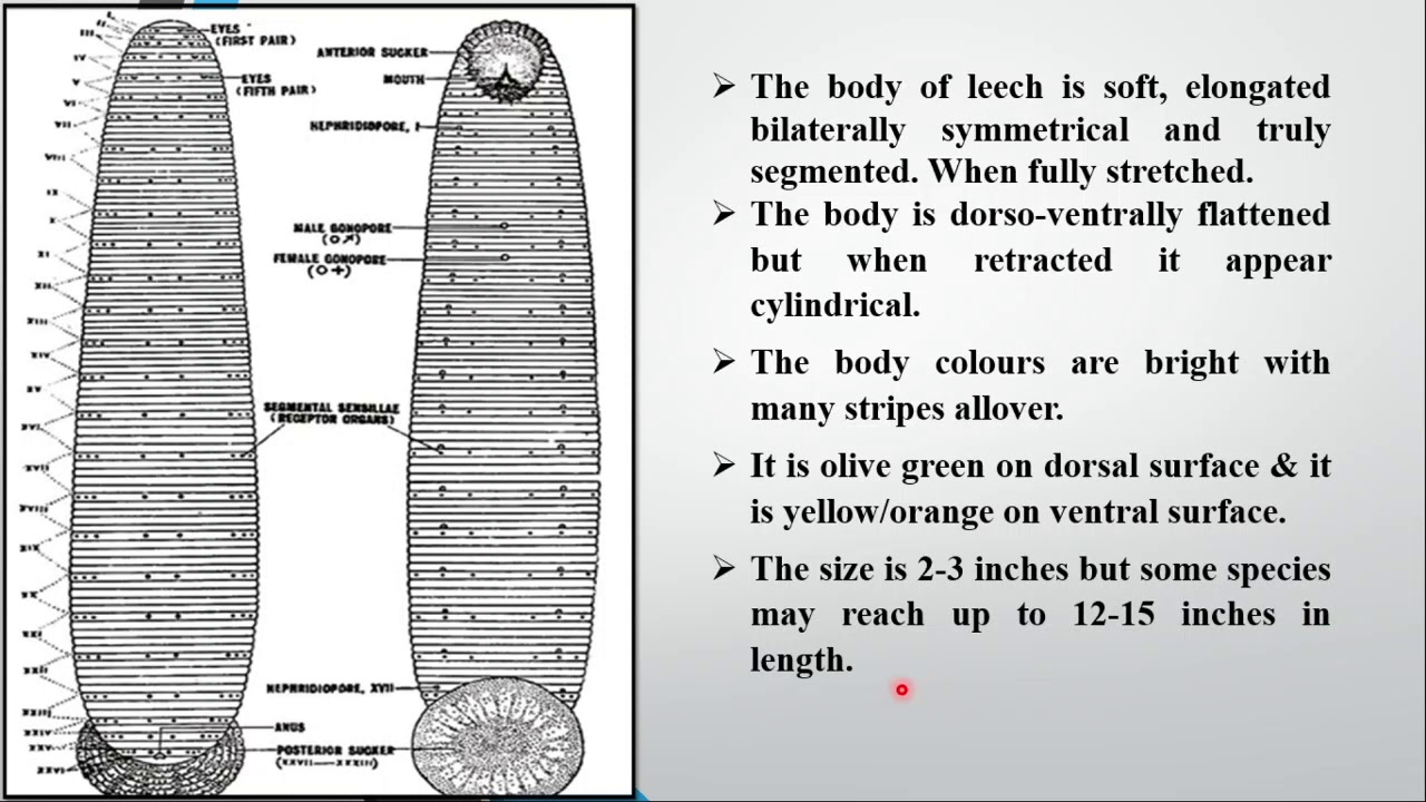 leech external anatomy