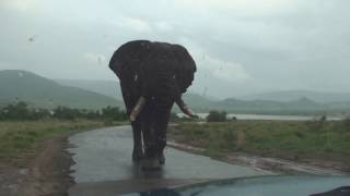 самый высокий слон  идет по дороге