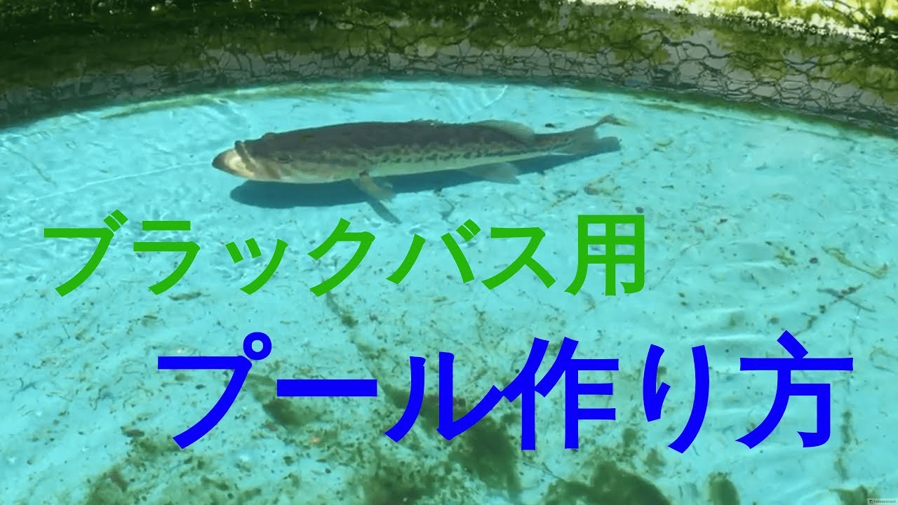 ブラックバス用のプールの作り方２万円以下 How To Make A Pet Bass Pool For Less Than 150 Pepperchan Youtube