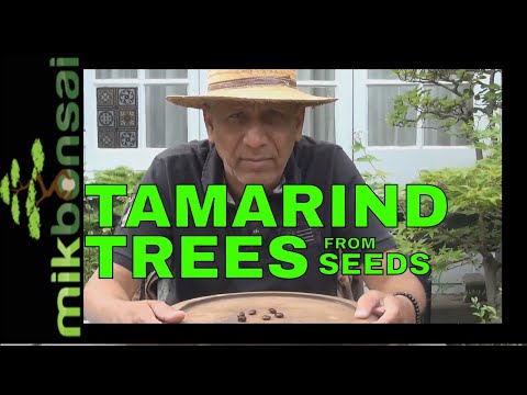 씨앗에서 타마 린드 분재를 재배하는 방법 Part 1 | 성장하는 타마 린드