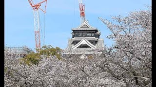 熊本城と桜