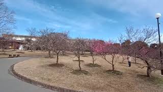 春まつり 豊橋市向山緑地梅園
