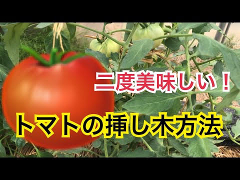 トマトの挿し木栽培方法と下葉処理 Youtube