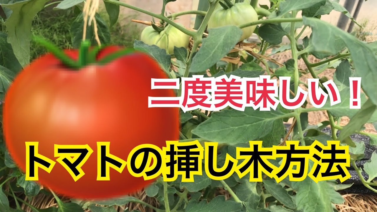 トマトの挿し木栽培方法と下葉処理 Youtube