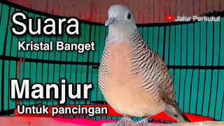 PERKUTUT LOKAL GACOR suara besar - RESPON CEPAT (LANGSUNG NYAUT)