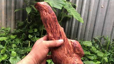 Cận cảnh cục gỗ sưa đỏ chất đẹp giá yêu